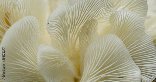 close up of mushrooms
