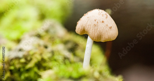 mushroom in the forest