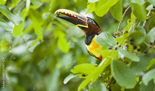 toucan on a tree