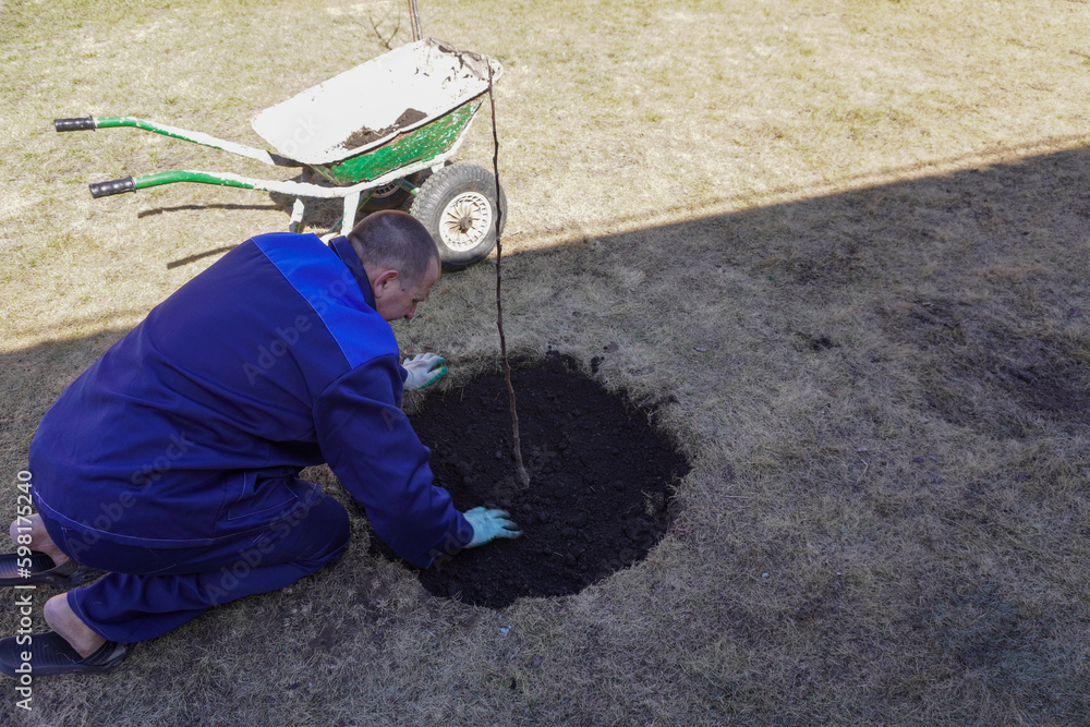 A man works in a vegetable garden in early spring. A man works in a vegetable garden in early spring.