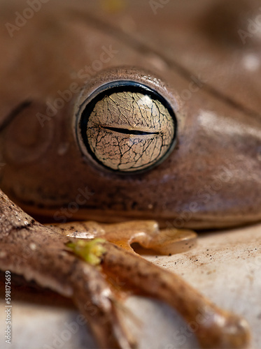 close up frog eyes