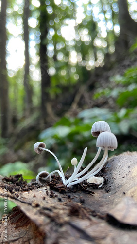 mushrooms in the forest