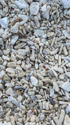 shells on the beach