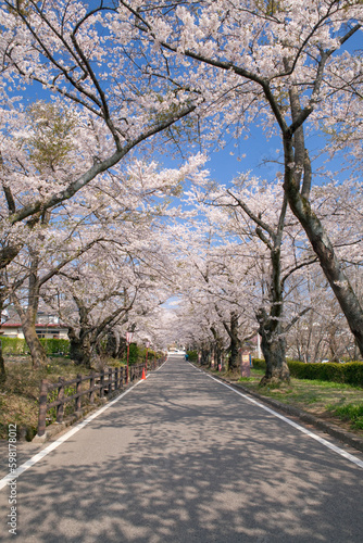 道路と桜並木