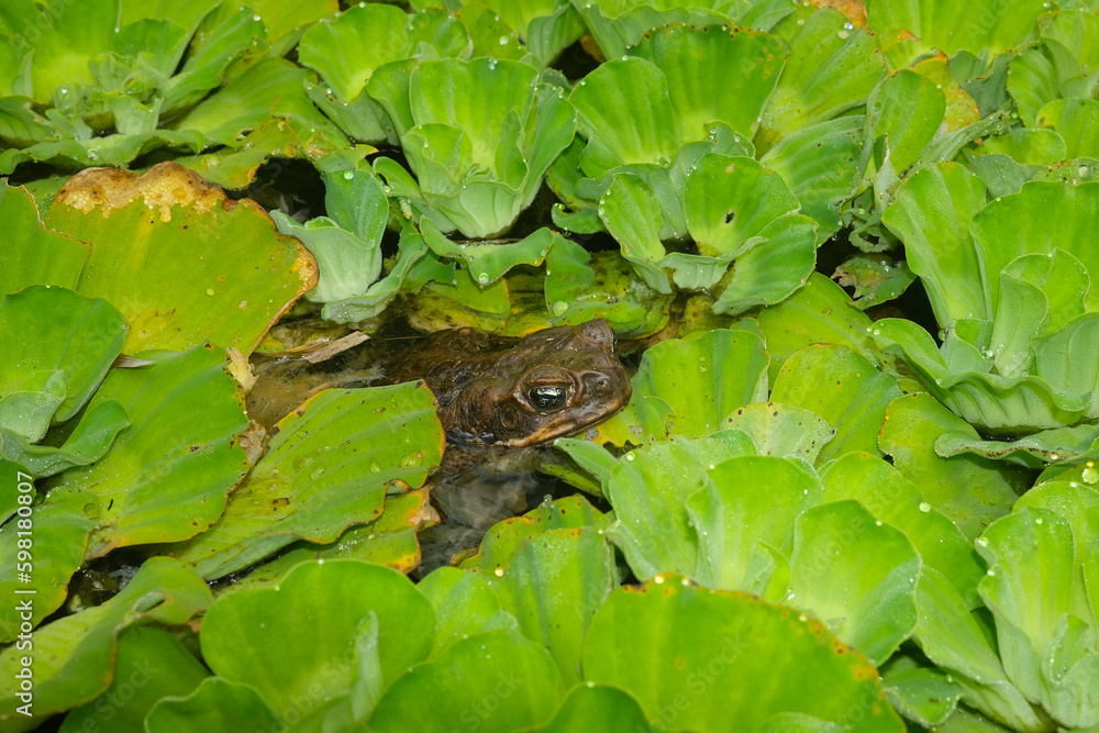 Cane toad, Rhinella marina, hidding among vegetation in a pond.