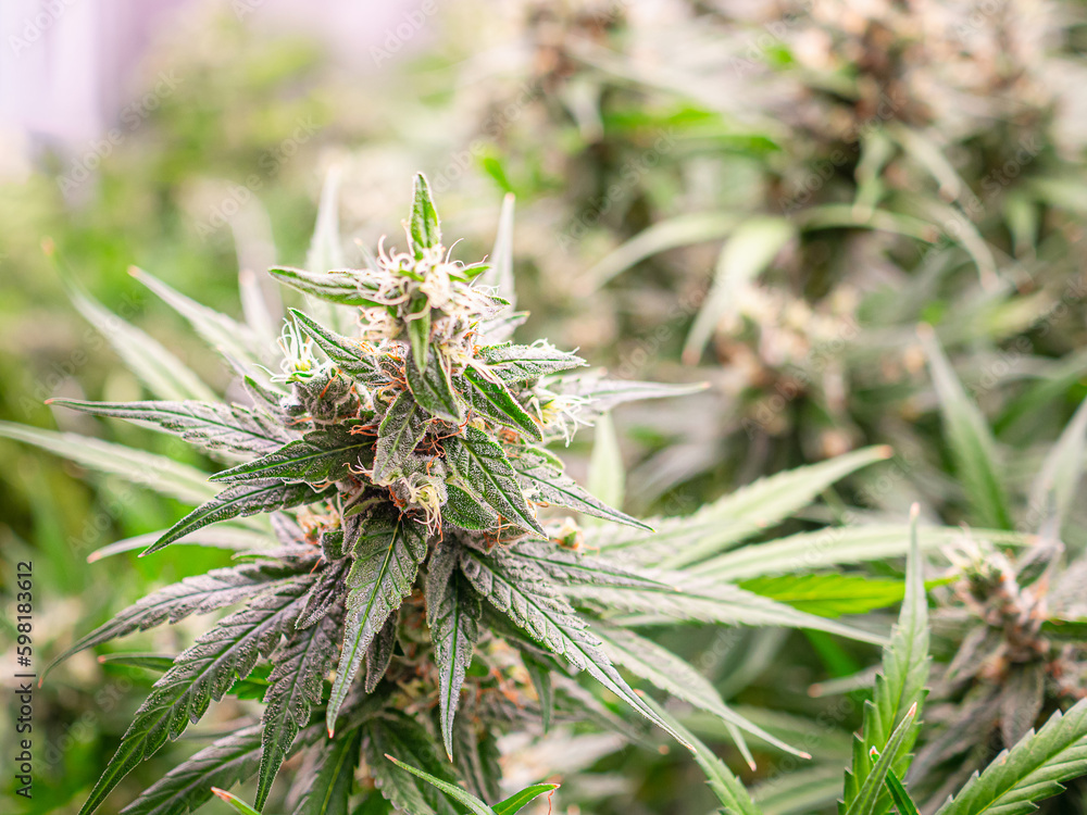 High-quality cannabis plants are prepared for harvest in a greenhouse High-quality cannabis plants are prepared for harvest in a greenhouse