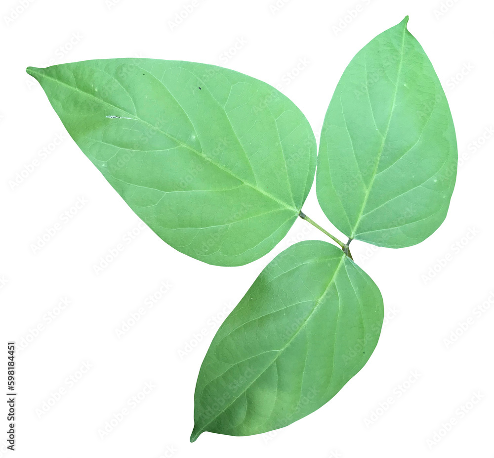 Green leaves isolated on transparent background. Green leaves isolated on transparent background.