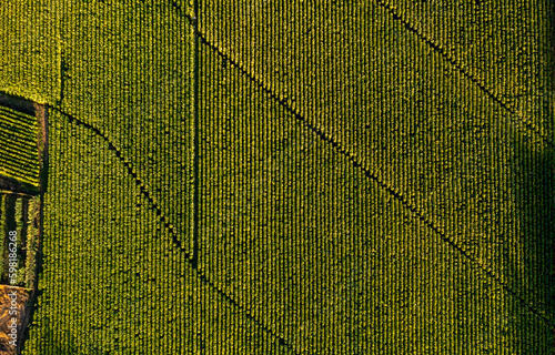 Photography Aerial view of field growing tobacco in Chile