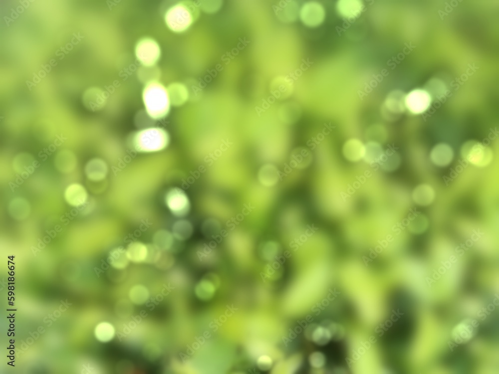 Fototapeta premium water drops on green leaf