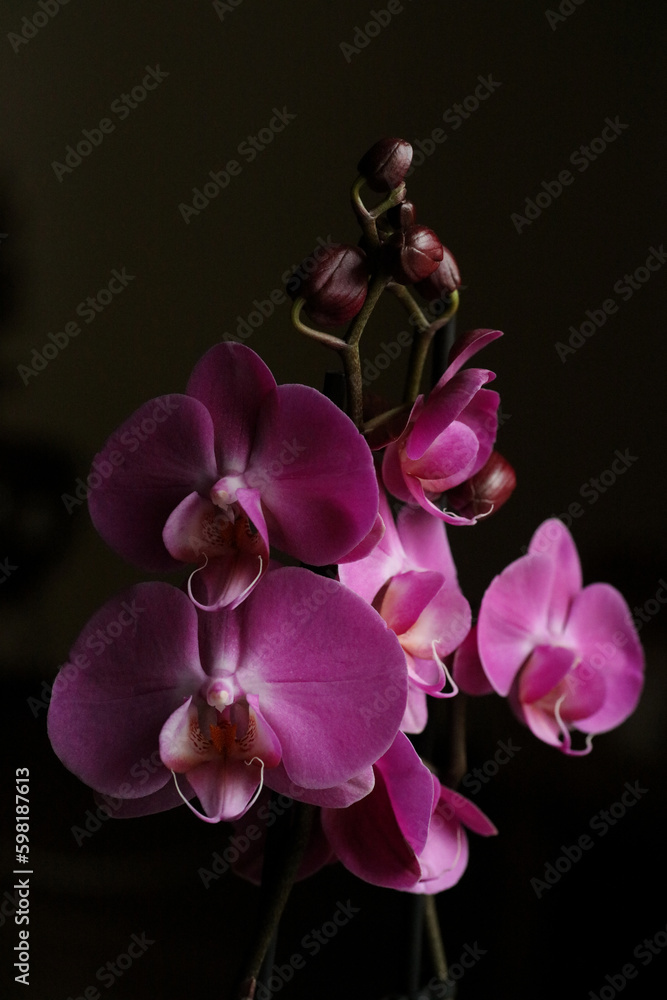 Fototapeta premium Purple beautiful orchid flower blossoming close up background botanical high quality big size instant prints