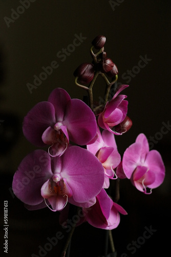 Purple beautiful orchid flower blossoming close up background botanical high quality big size instant prints