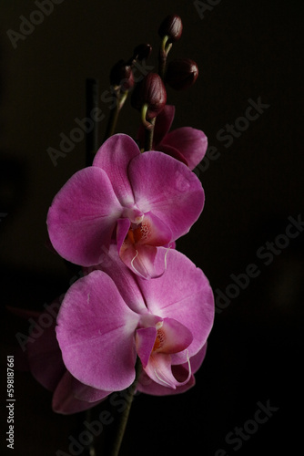 Purple beautiful orchid flower blossoming close up background botanical high quality big size instant prints