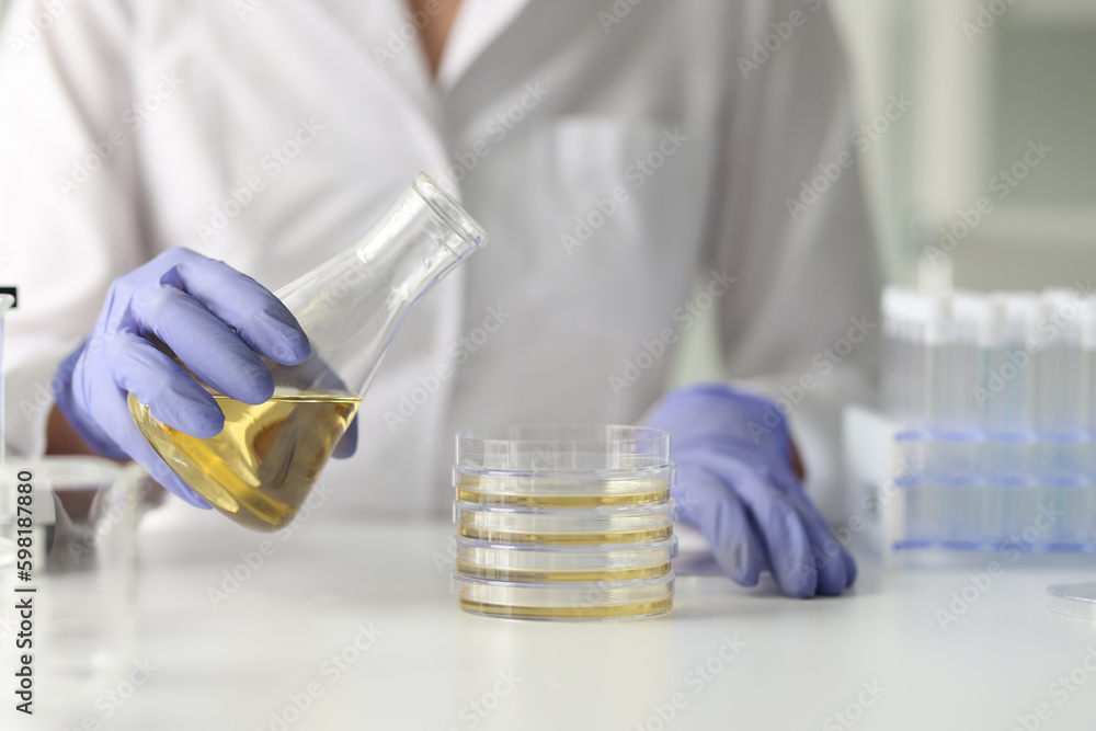 Lab worker pours sunflower oil from flask into Petri dish Lab worker pours sunflower oil from flask into Petri dish