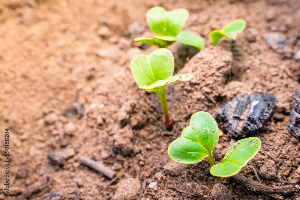 Sprouted radish close-up in the vegetable garden. Young green leaves of germinated radish seeds in spring. Growing plants in a greenhouse Sprouted radish close-up in the vegetable garden. Young green leaves of germinated radish seeds in spring. Growing plants in a greenhouse