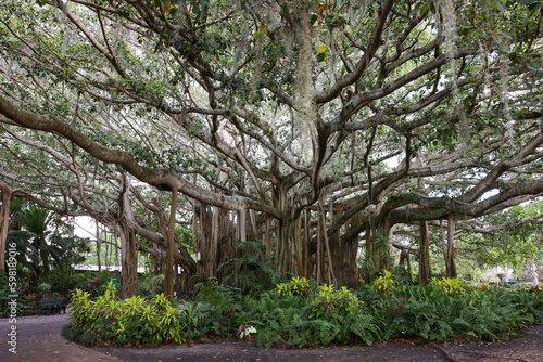 A huge banyan tree in Cypress Garden inside Legoland Florida, Winter Haven, Florida