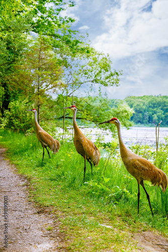 Sandhill Cranes in Kensigton photo