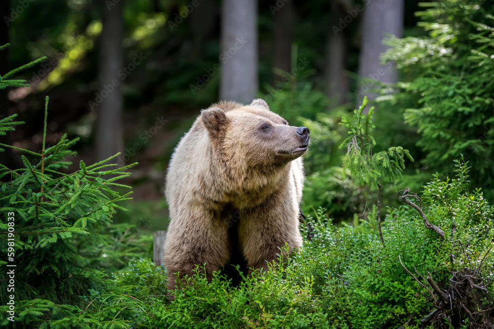 Wild Brown Bear in the summer forest. Animal in natural habitat. Wildlife scene Wild Brown Bear in the summer forest. Animal in natural habitat. Wildlife scene