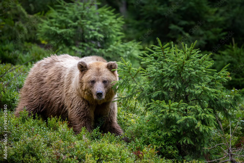 Obraz premium Wild Brown Bear in the summer forest. Animal in natural habitat. Wildlife scene