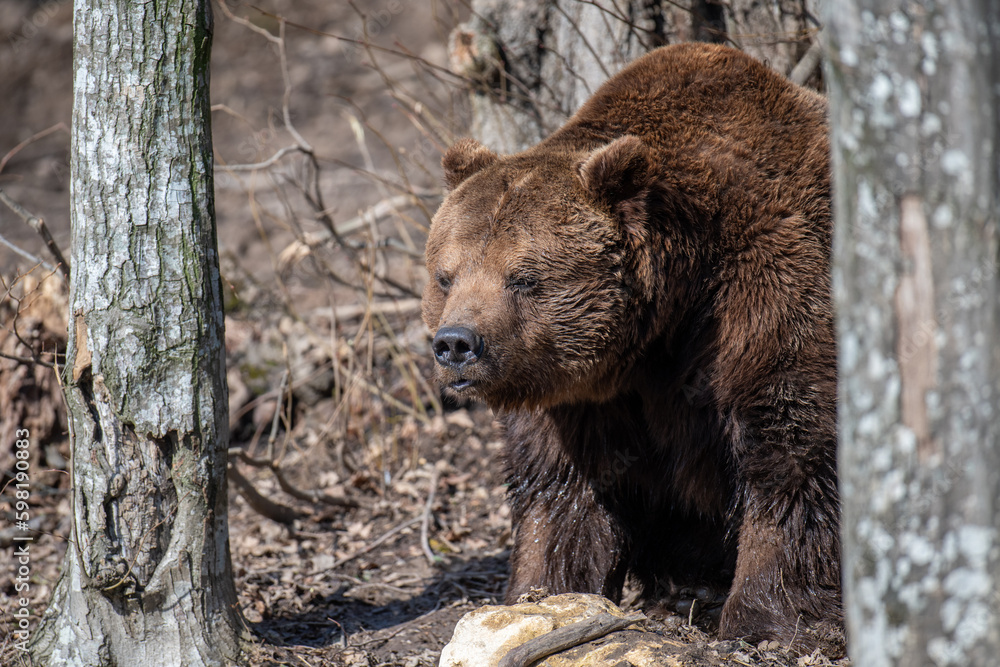 Wild adult Brown Bear (Ursus Arctos) in the spring forest Wild adult Brown Bear (Ursus Arctos) in the spring forest