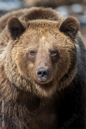 Wild adult Brown Bear (Ursus Arctos) in the spring forest