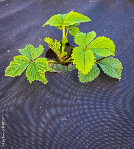 A sprout of young strawberries with inflorescences grew up in a garden bed, which is covered with black agrofiber that protects against weeds. photo