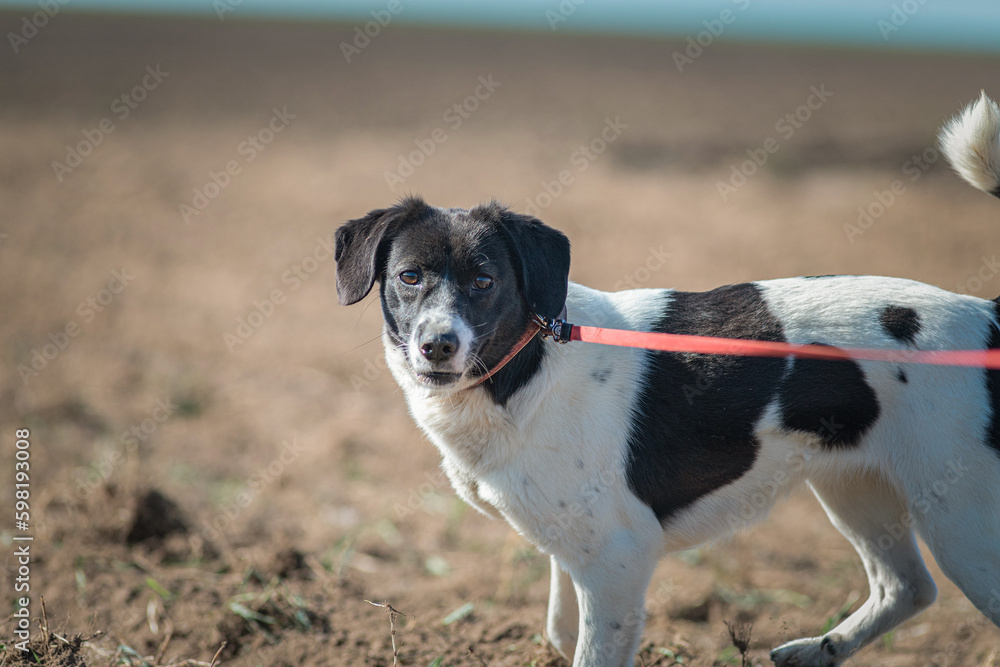 A beautiful non-breed dog on a walk in the field.