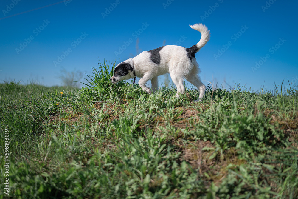 Obraz premium A beautiful non-breed dog on a walk in the field.