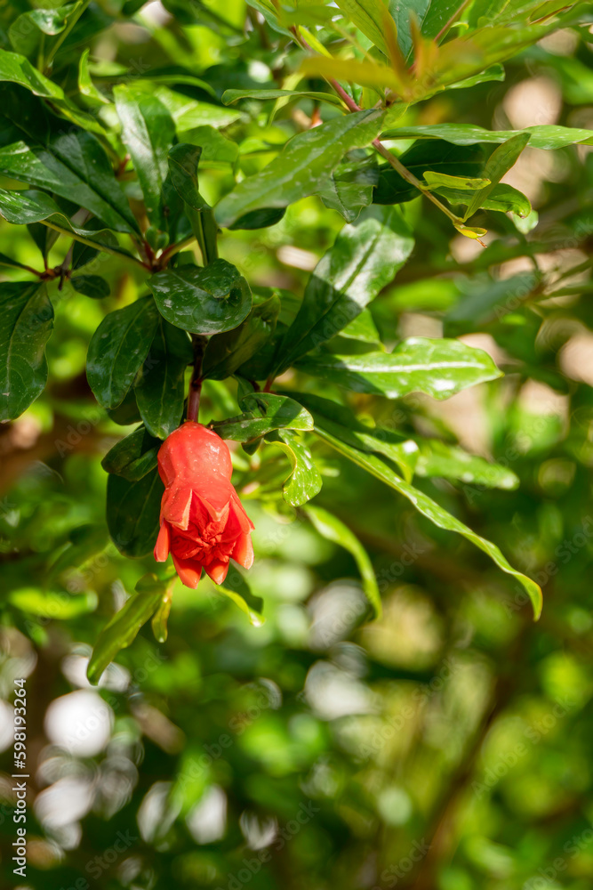 Red flowers and buds of a flowering pomegranate tree close-up among green foliage on a blurred background Red flowers and buds of a flowering pomegranate tree close-up among green foliage on a blurred background