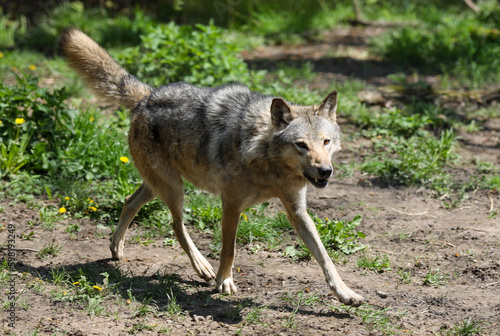 Grauer Wolf  Canis lupus  auf  Waldlichtung