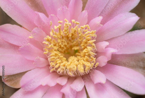 The detail of pink flower of Gymnocalycium cactus while blooming. Inside the part of the flower that has petals are the parts which produce pollen and seeds.