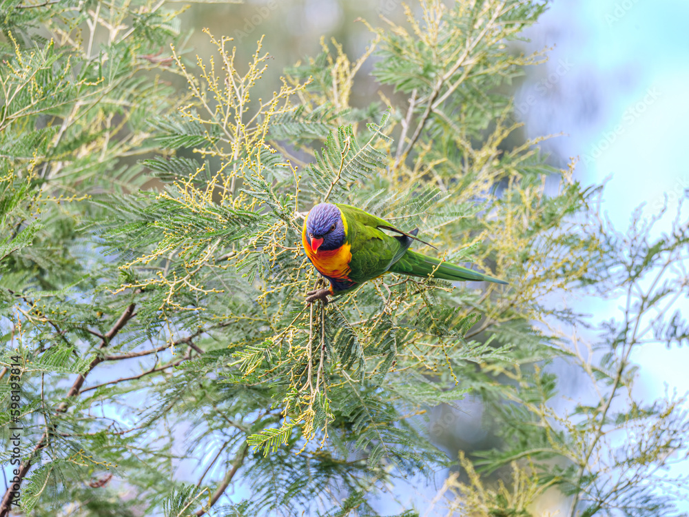 Obraz premium Hanging Onto Wattle Tree