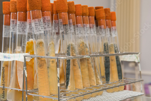 Close-up of glass test tubes with fungus growing and orange caps in a laboratory. Science, lab, research and development. photo