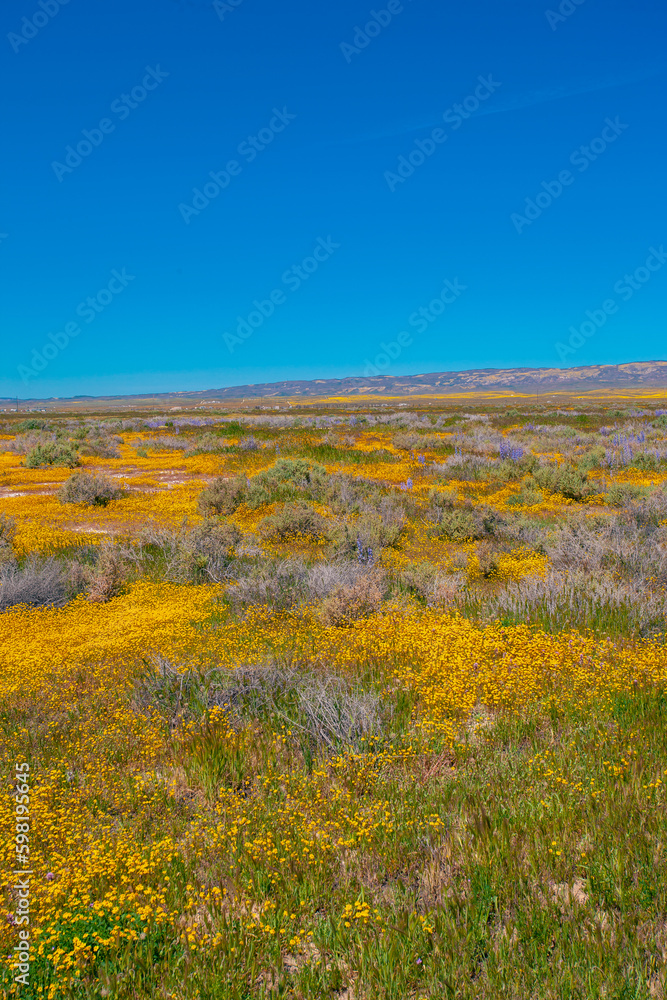 Fototapeta premium California Golden Orange and wild yellow flowers during a wildflower superbloom near Carrizo Plain National Monument, California USA