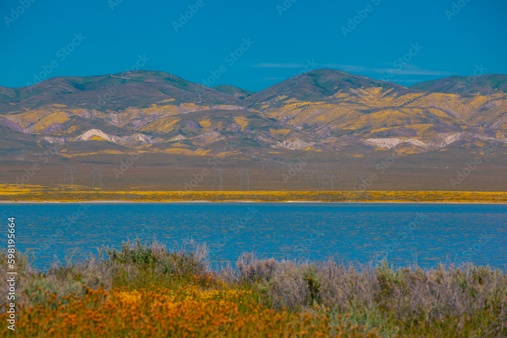 Obraz premium California Golden Orange and wild yellow flowers during a wildflower superbloom near Carrizo Plain National Monument, California USA