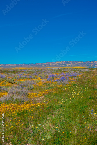 Fototapeta Naklejka Na Ścianę i Meble -  California Golden Orange and wild yellow flowers during a wildflower superbloom near Carrizo Plain National Monument, California USA