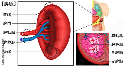 脾臓　イラスト