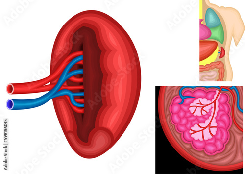 脾臓　イラスト