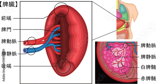 脾臓　イラスト