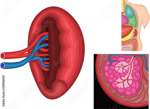 脾臓　イラスト