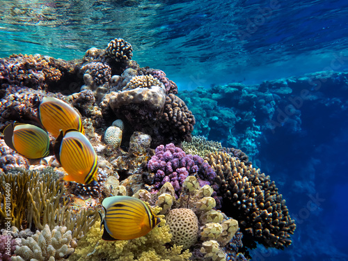 Fototapeta Naklejka Na Ścianę i Meble -  Photo of a coral colony on a reef top, Red Sea, Egypt