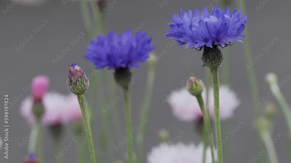 
Tokyo, Japan - May 1, 2023: Closeup of centaurea cyanus or cornflower
