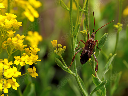 The western conifer seed bug, Leptoglossus occidentalis between yellow spring flowers © Andreas