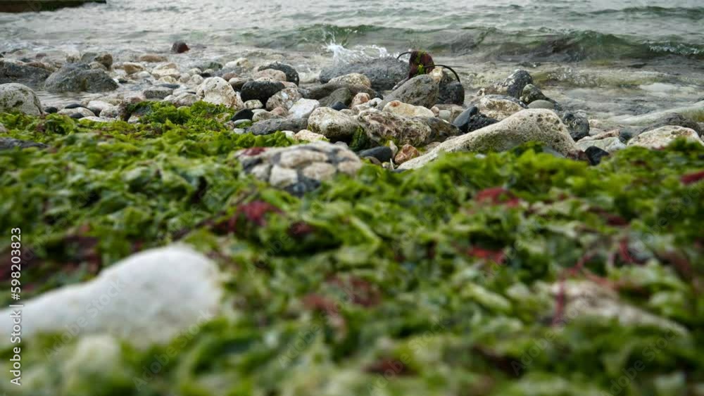 Seaweed and algae-covered rocks being washed by sea waves in slow motion. Perfect as a marine background for your next video project Seaweed and algae-covered rocks being washed by sea waves in slow motion. Perfect as a marine background for your next video project