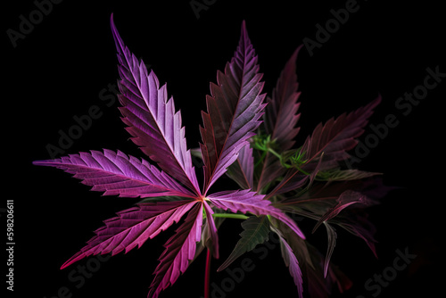 Cannabis leaves. Cannabis marijuana foliage with a purple pink tint on a black background