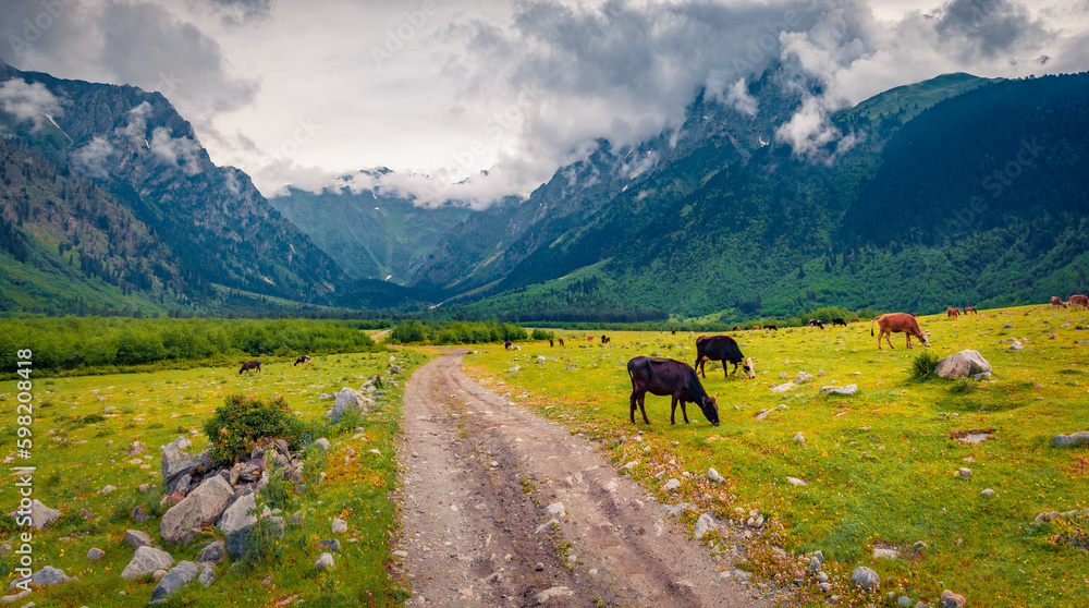 Horses on a mountain pasture. Gloomy autumn day in Caucasus mountains with old country road. Rustic outdoor scene of Upper svaneti, Georgia, Europe. Beauty of countryside concept background.