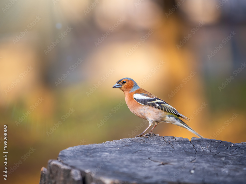 Common chaffinch, Fringilla coelebs, sits on a tree. Common chaffinch in wildlife.