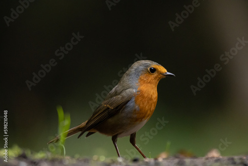 red robin © eko.pics