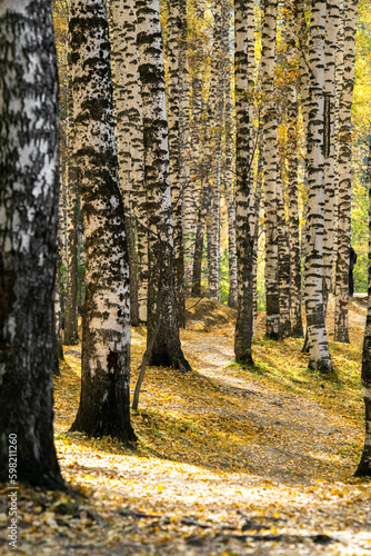 birch grove. golden autumn. beautiful birches