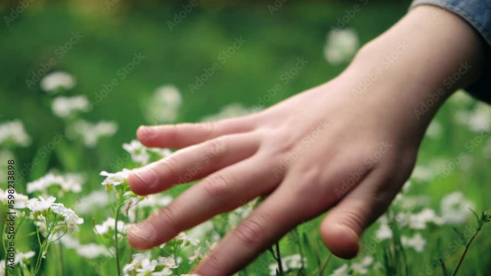 Close-up of child hand gently touching small wild white flower outdoors. Unrecognizable little girl kid playing with beautiful spring or summer flowers against background of green grass in warm park