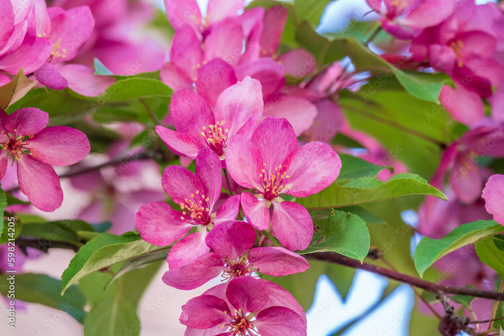 Fresh pink flowers of a blossoming apple tree with blured background Fresh pink flowers of a blossoming apple tree with blured background